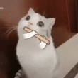 Gato y Flauta