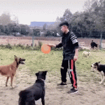 Entrenando a Perro y Frisbee