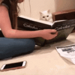 Gato estudiando Cálculo