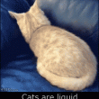 Los gatos son liquidos