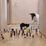 Habilidad de Gato vs Perro