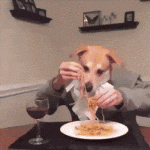 Hombre Perro comiendo Pasta