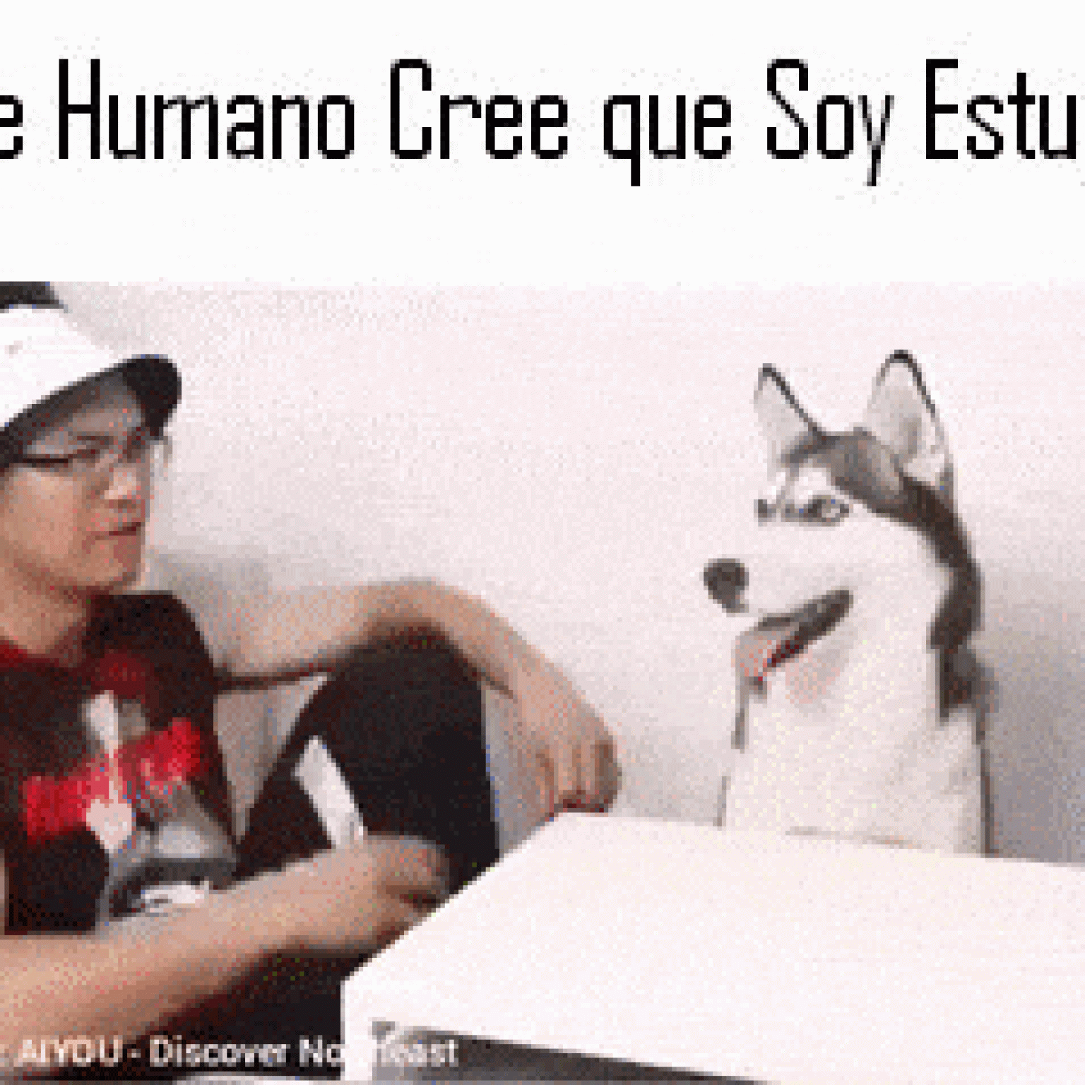 Jugando con perro inteligente