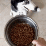 Como enseñar a tu perro a comer adecuadamente