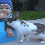 Conejo se lleva la galleta del niño
