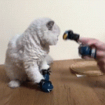 Gato boxeador