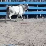 Vaca en Rodeo