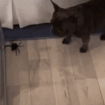 Yo tratando de matar una araña