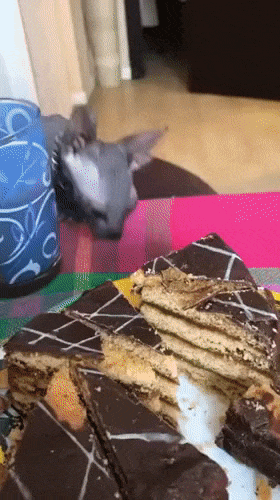 Funny Animated Gifs Page 213 Funny Animated Gifs Page 213