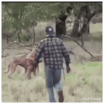 Hombre salva a su perro de canguro