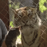 La Mirada del Gato al ver los Tigres