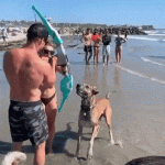 Lanzando flecha a perros en la playa