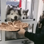 Pizzas para los perros
