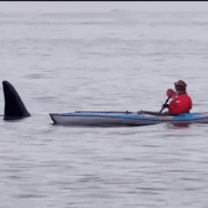 Remando y Tiburón