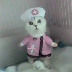 Gata enfermera