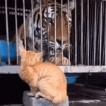 Gato asusta a tigre