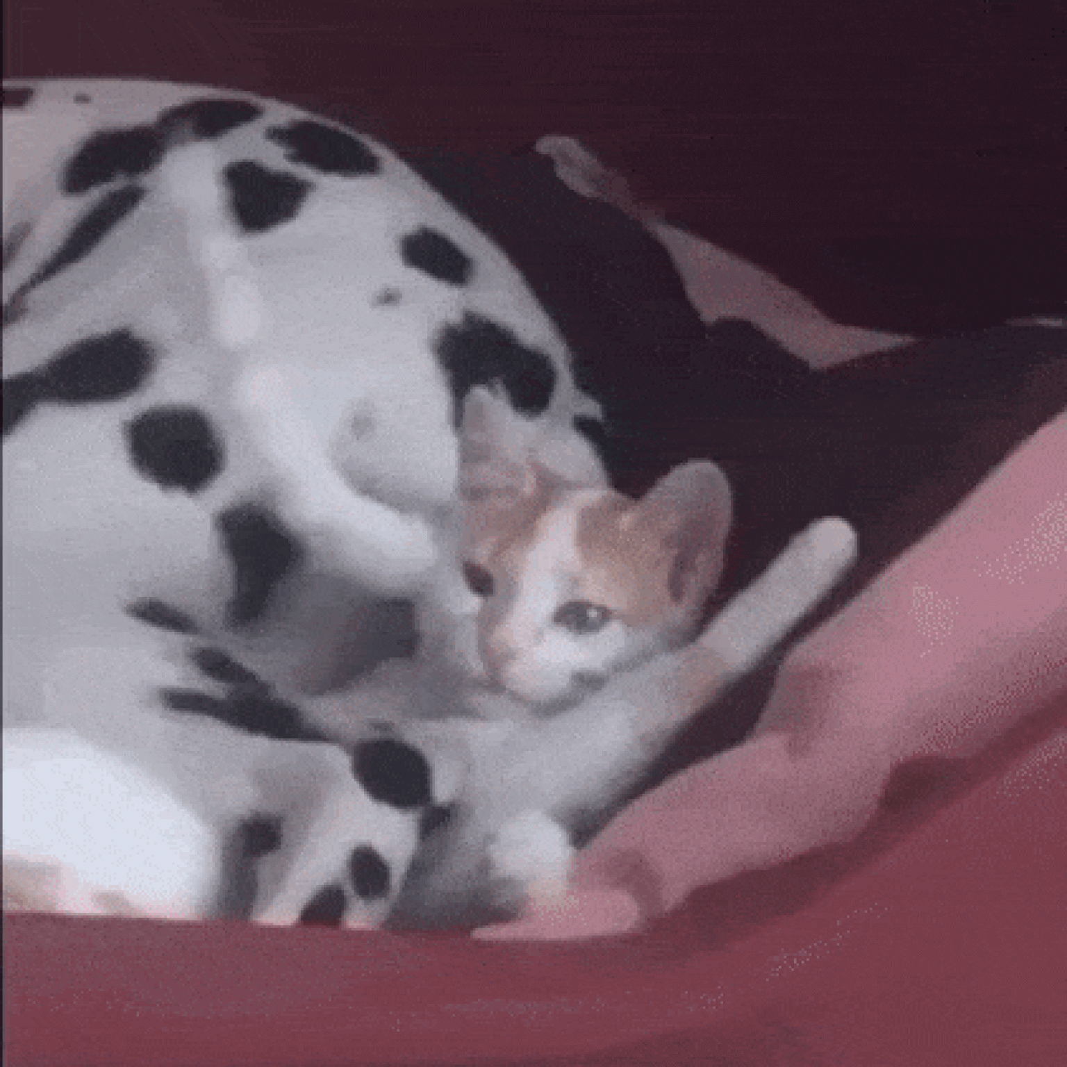 El solo quería dormir