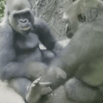 La prueba de que el humano está relacionado con el gorila