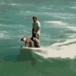 Perros surfeando