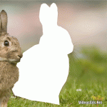 Captura el Conejo