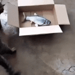 Gato y caja de pez