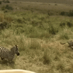 Zebra salva a otra de un tigre