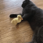 Cat and a baby duck