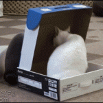 Cats and box