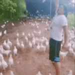 Leading an army of chickens
