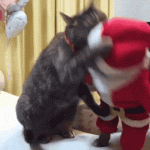 Santa Cat fighting