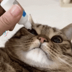 cat-taking-the-medicine-like-a-pro
