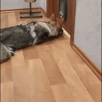 Cat at the door