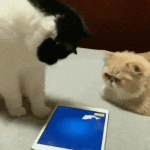 Cats playing with phone
