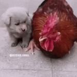 Dog and Chicken
