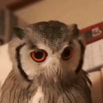 Owl transforms into combat mode when threatened
