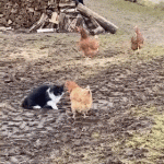 Solidarity between chickens