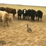 Director of Cows