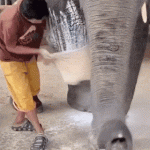 Elephant prostheses