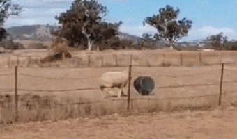 Fighting a bucket