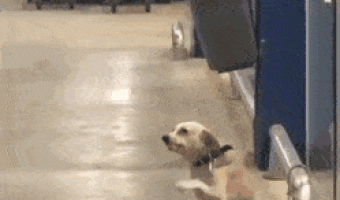 This Dog waves goodbye to everyone who leaves the store