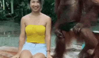 What these apes have come to