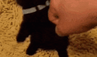 Adorable Kitty