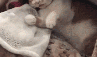The cat likes hearts