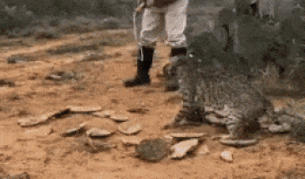 At first I thought he was dying