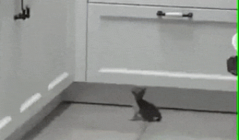 One day I will succeed