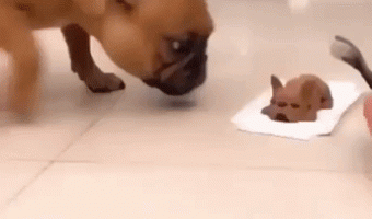 Scaring the dog