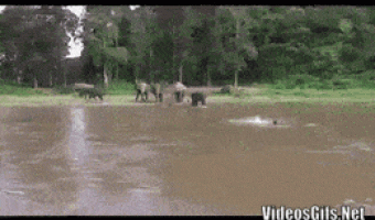 Elephant helping out a fellow human