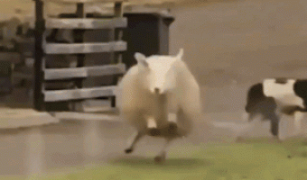 Holidays are just around the corner, here’s a happy sheep