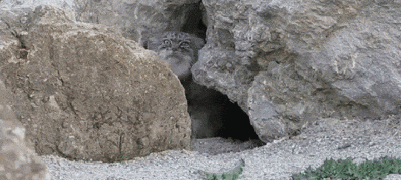 One of the best cat gif ever