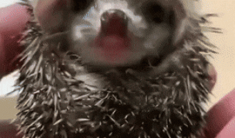 Baby hedgehog yawn